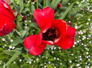 Tulpenblüte