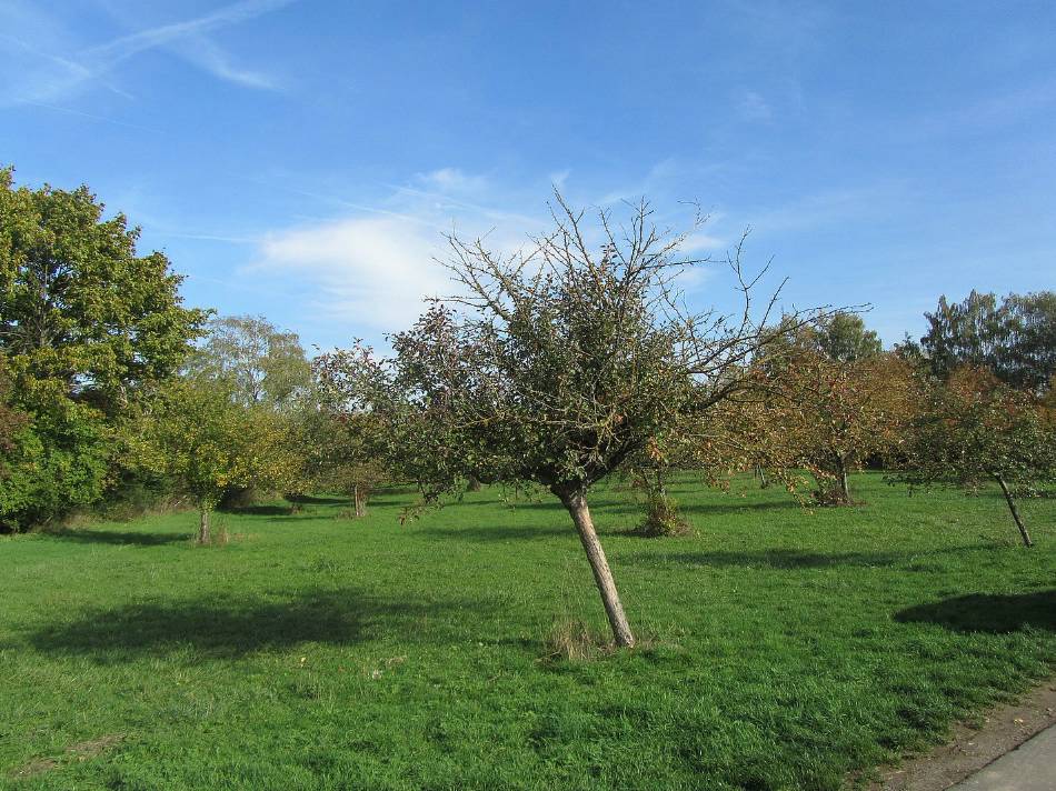 NeueBaeumeBrauchtStadt NeueBaeumeBrauchtStadt